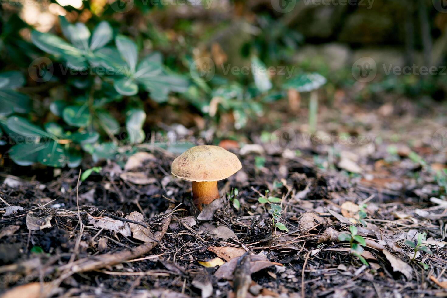 Brown boletus mushroom grows in the forest among fallen leaves photo