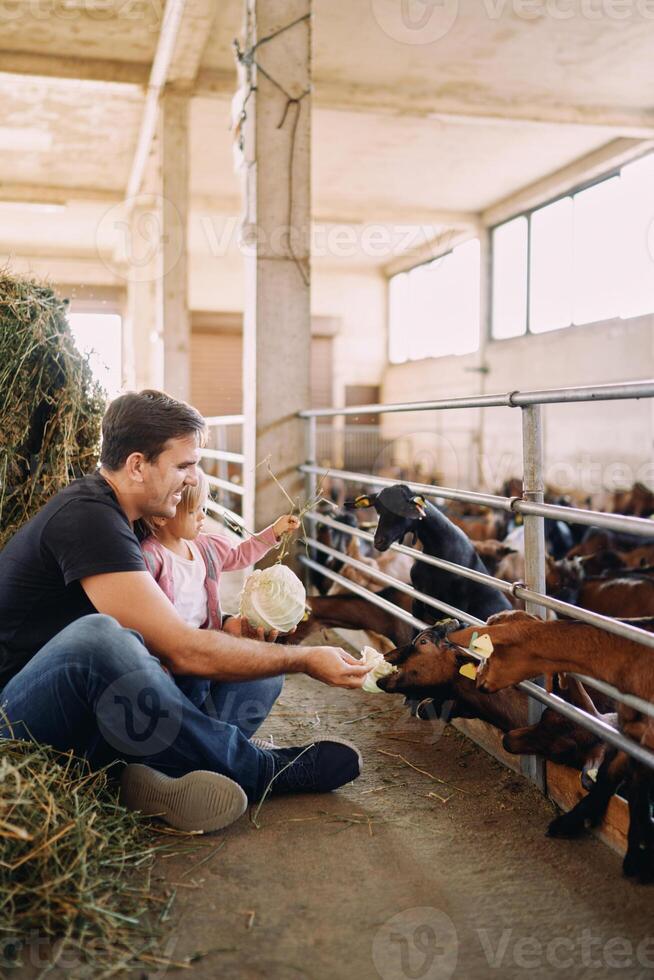 Dad and little daughter feed goats through the fence with cabbage and hay photo