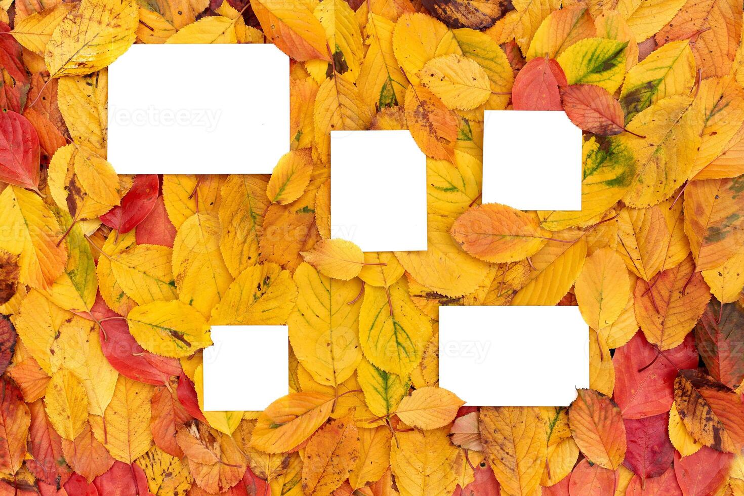 Square and rectangular white empty frames lie on yellow leaves photo