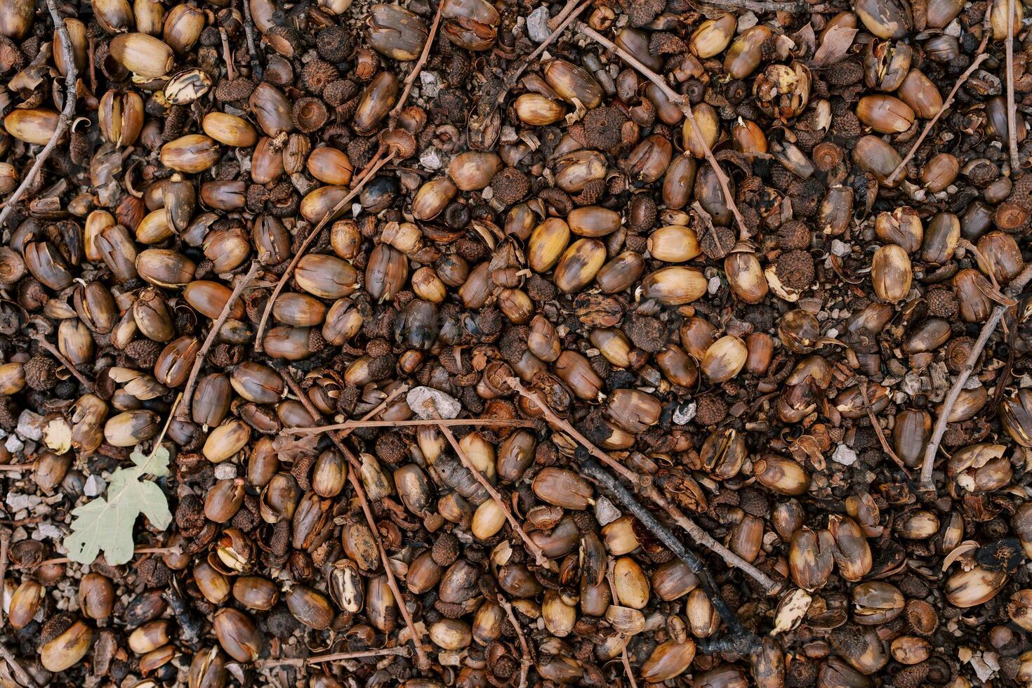 Dry crayons of a branch lie on a solid carpet of fallen brown acorns on the ground. Top view photo