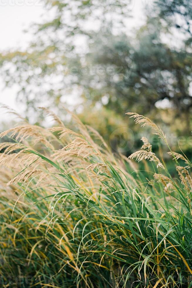 Green thickets of miscanthus with brown tassels in the park photo