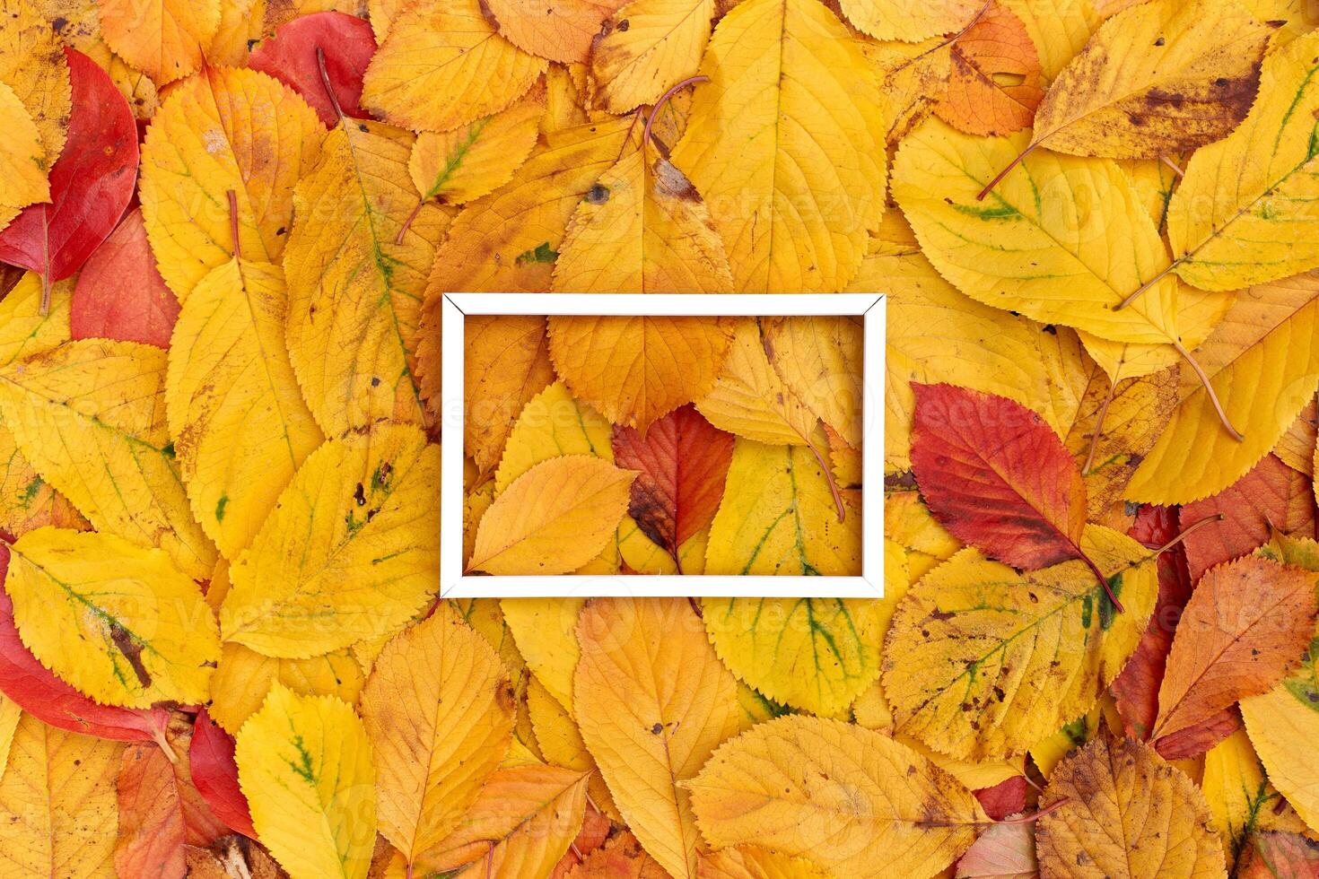 Horizontal thin white hollow frame lies in the middle on yellow leaves background photo