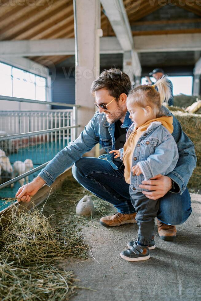 Dad squats in front of a paddock and feeds hay to sheep next to a little girl photo