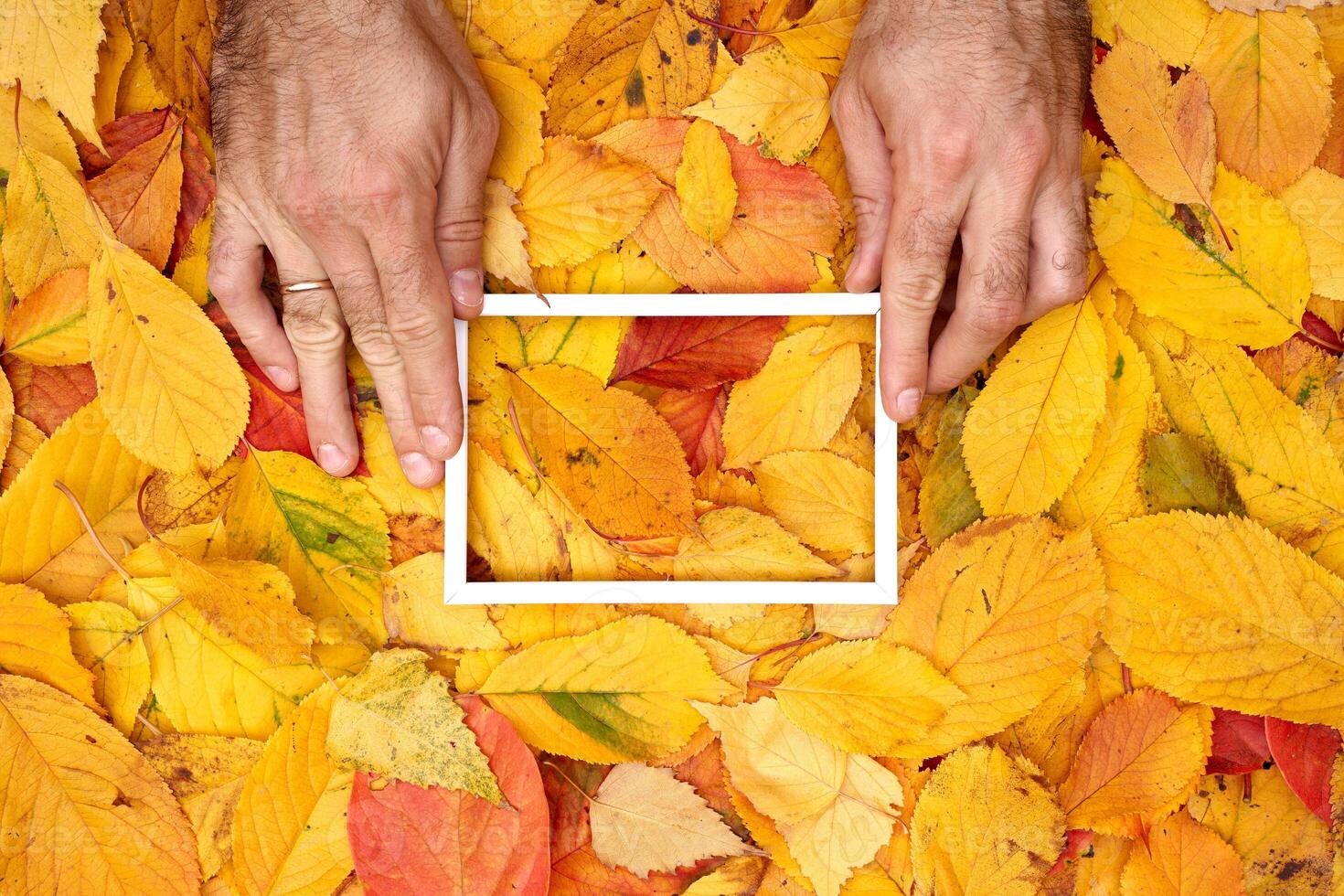 Male hands hold the edges of a white horizontal hollow frame on yellow leaves photo