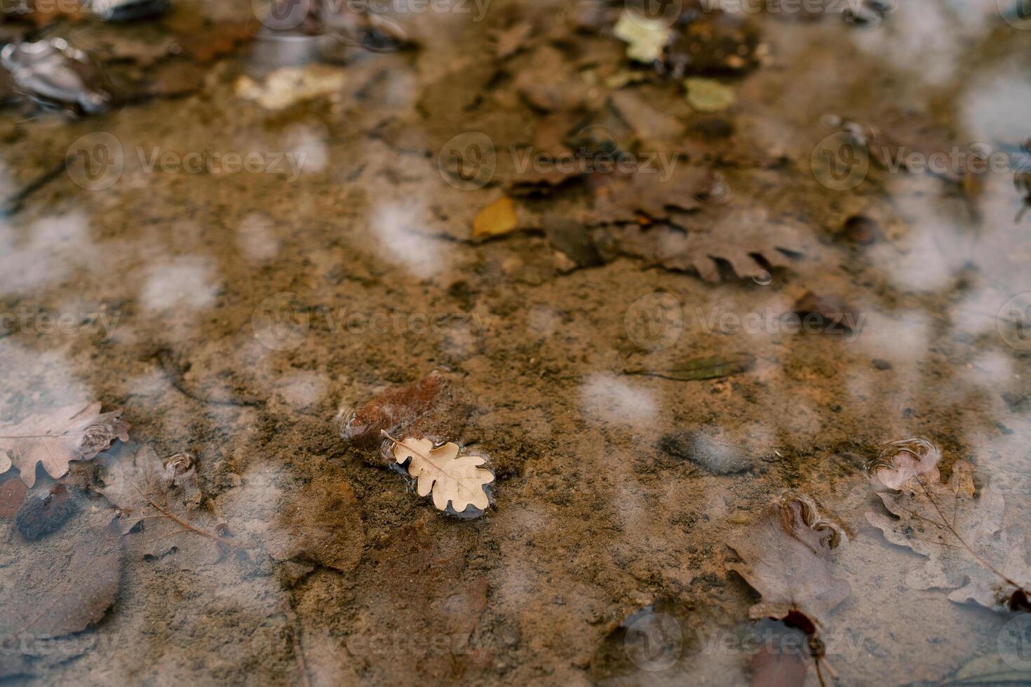 Dry brown oak leaf lies on the surface of a puddle. Top view photo