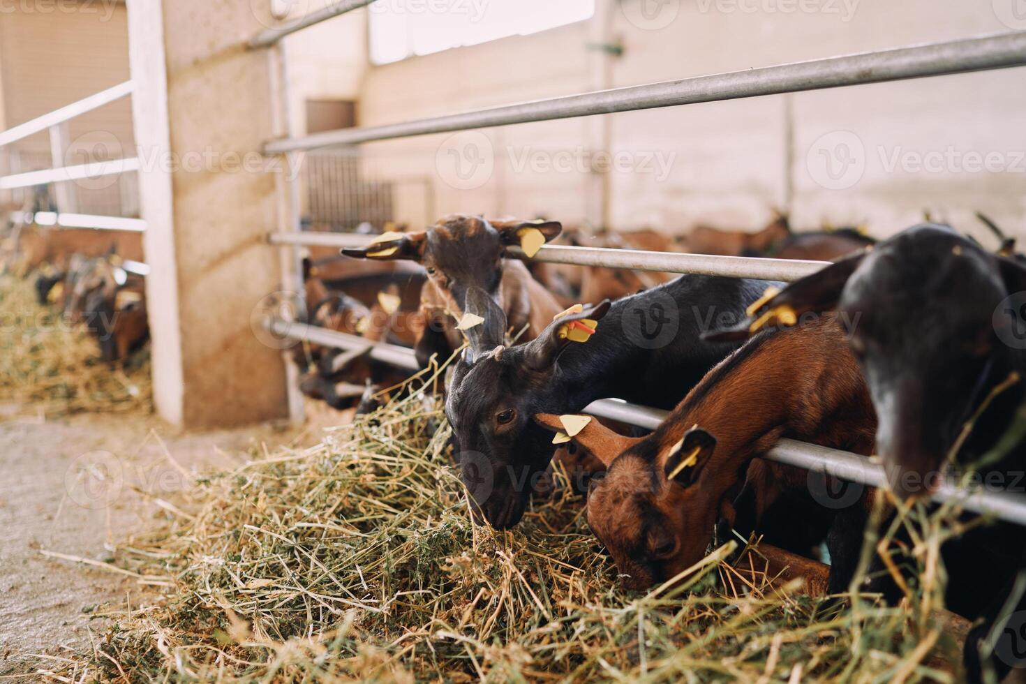 Goats eat hay from behind a fence in a paddock at a farm photo