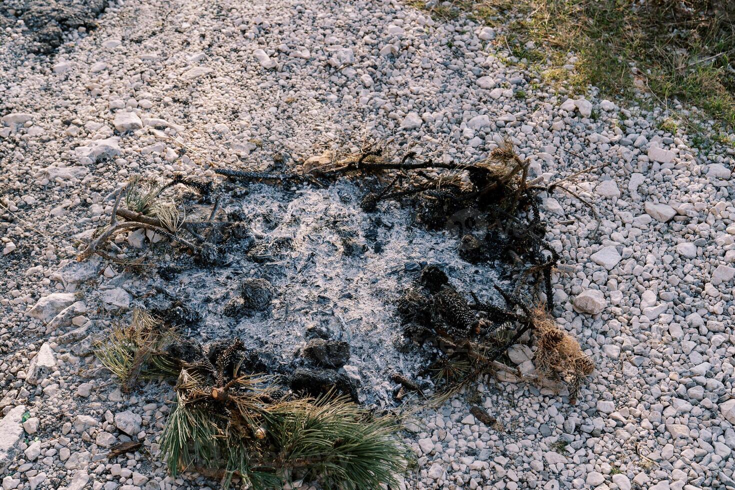 Unburned coniferous branches and ashes from a round fire on stony soil photo