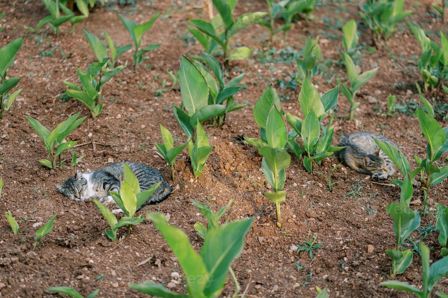 Striped cats sleep on soil with little green bushes photo