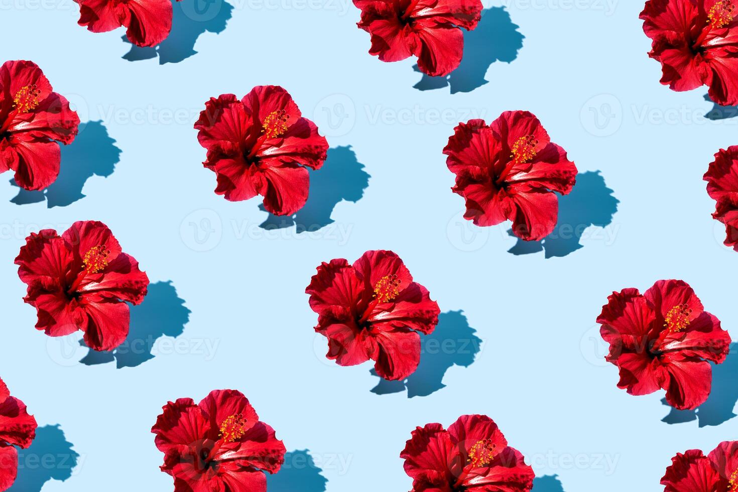 Vibrant Red Hibiscus Flowers on Light Blue Background photo