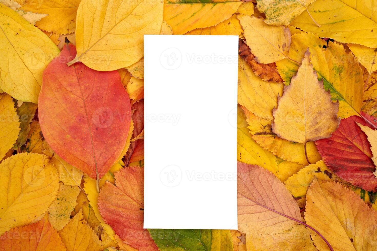 Rectangular empty card lies on fallen yellow leaves photo
