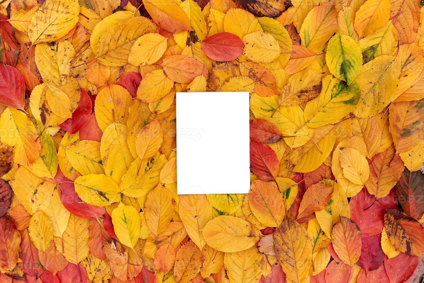 Rectangular vertical white empty frame lies on the autumn foliage photo