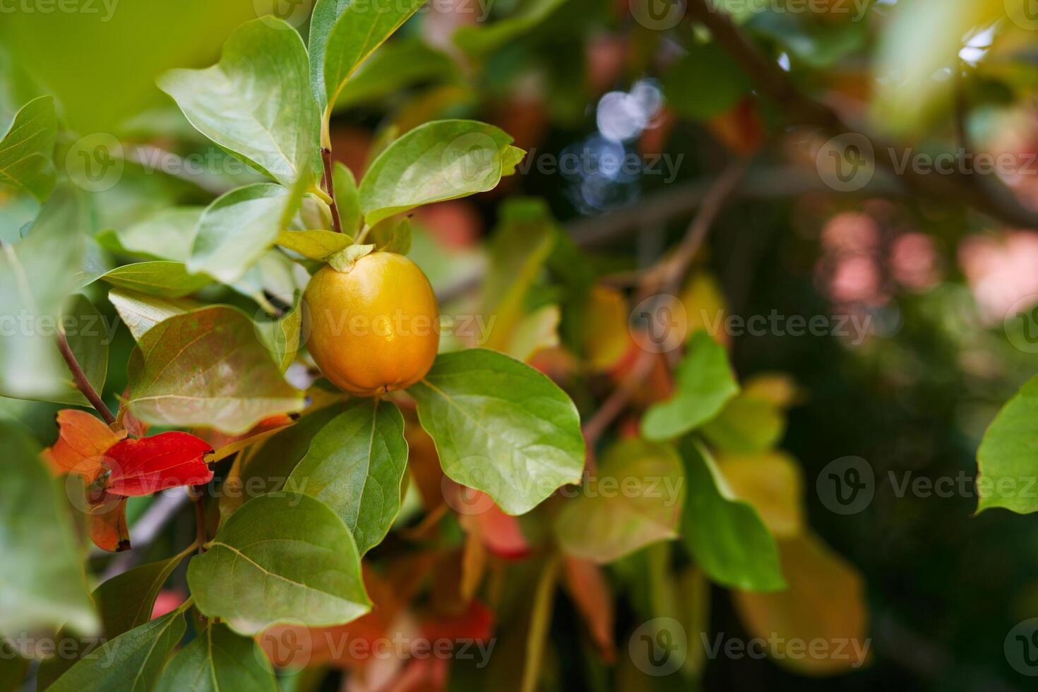 Orange persimmon on a tree branch surrounded by green and red foliage photo