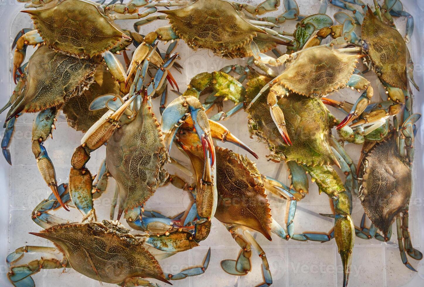 Green crabs crawl over each other moving their claws in a plastic box photo