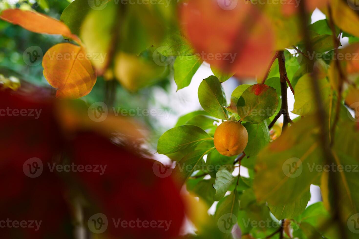 View of a ripening persimmon through the yellow leaves of a tree in the garden photo