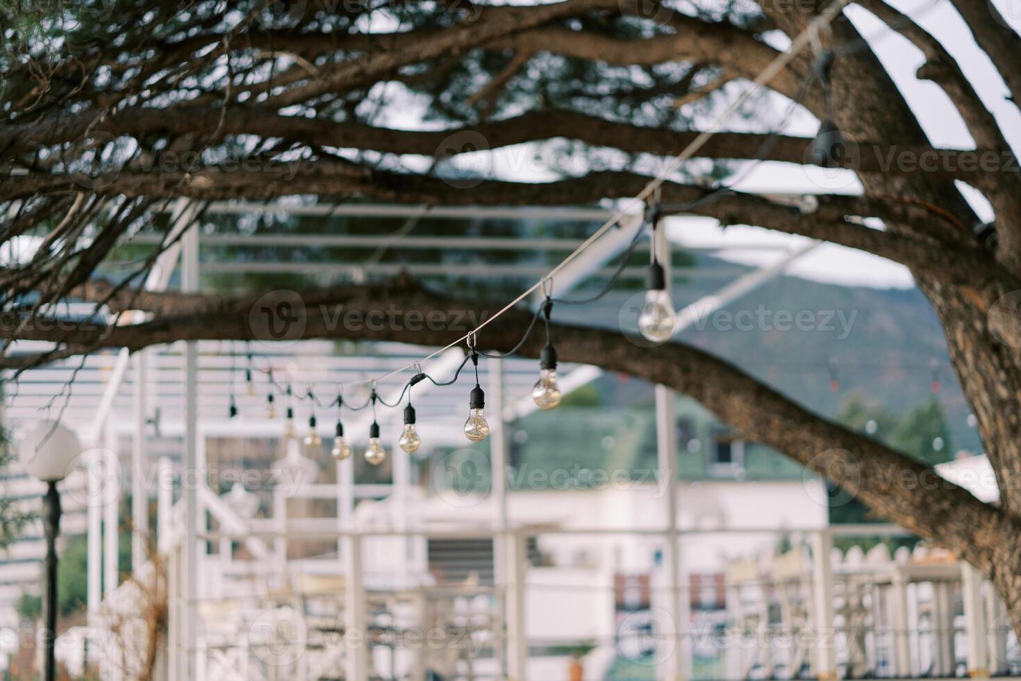 Garland of light bulbs hangs on a rope under a tree in the garden photo