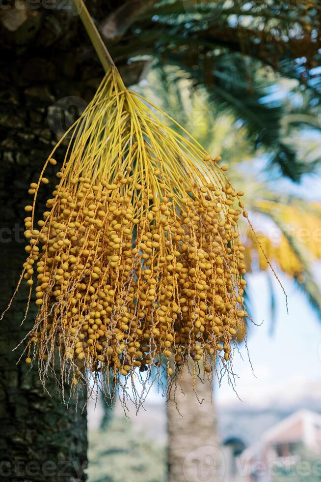 Bunch of yellow dates hanging from a palm branch photo