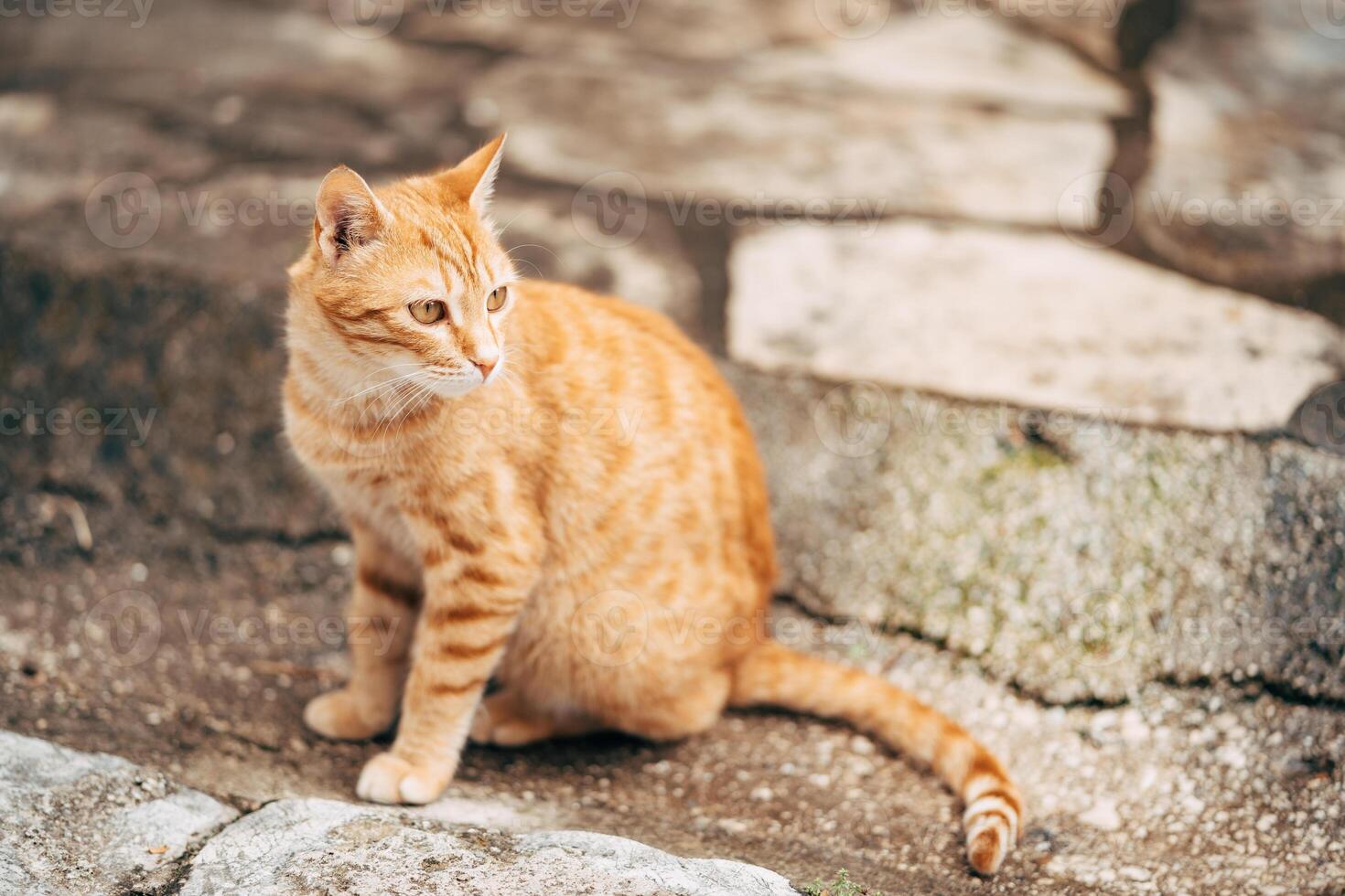 A charming orange tabby cat is sitting gracefully on a stone path photo