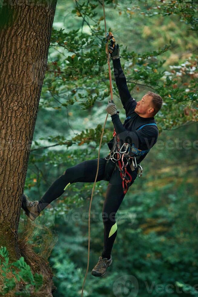 On the high tree, hanging. Man is doing climbing in the forest by use of safety equipment photo
