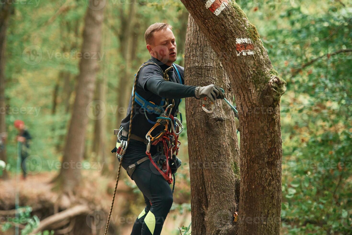 Process of preparing. Man is doing climbing in the forest by use of safety equipment photo