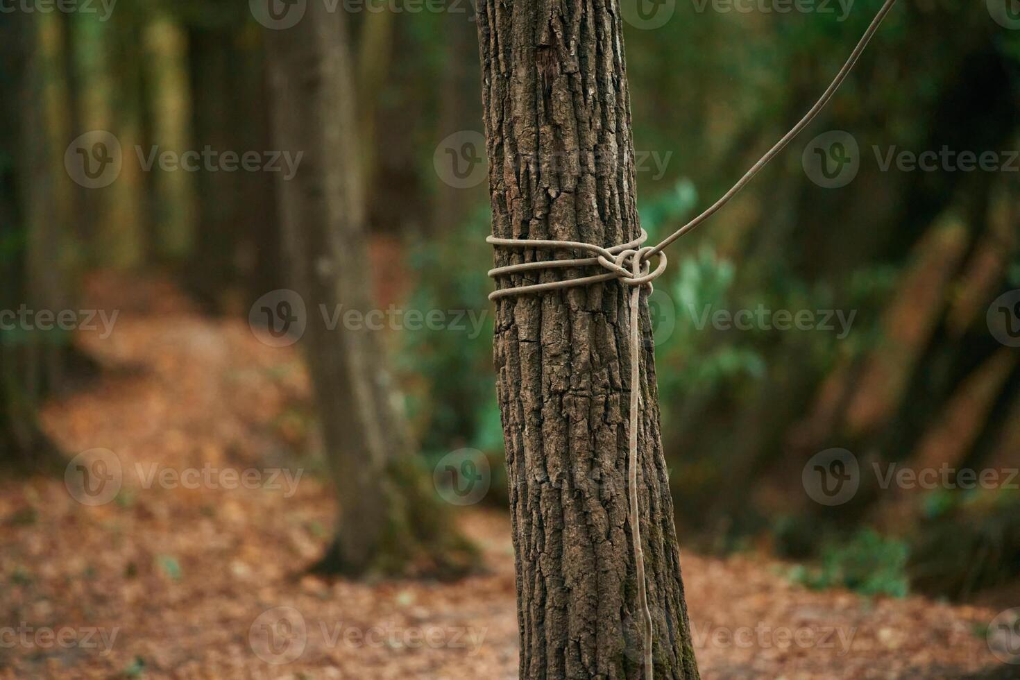 Close up view of tree with climbing rope around it, conception of sport photo