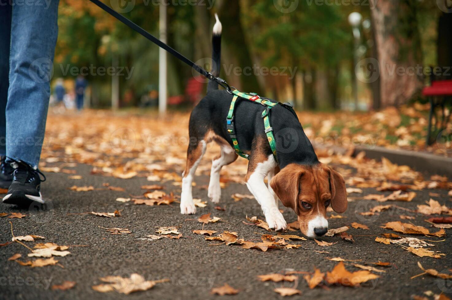 Having a walk. Close up view of cocker spaniel dog on a leash, woman in the park photo