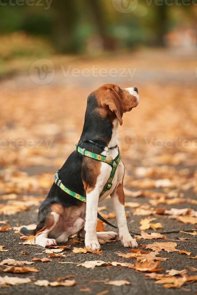Cute cocker spaniel dog, ,is ,sitting on the ground in the park with fallen leaves photo