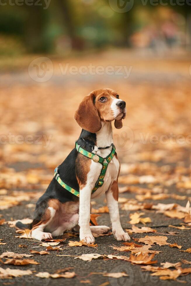 Cute ,,cocker ,spaniel dog ,is sitting on the ground in the park with fallen leaves photo