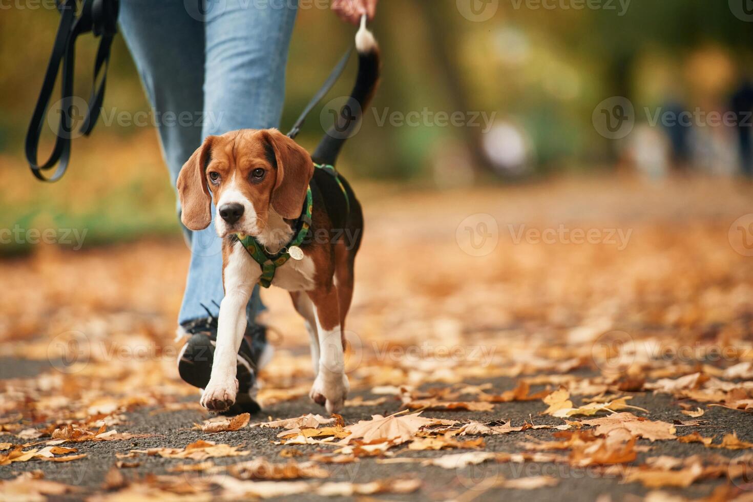Having a walk,. Close up view of cocker spaniel dog on a leash, woman in the park photo