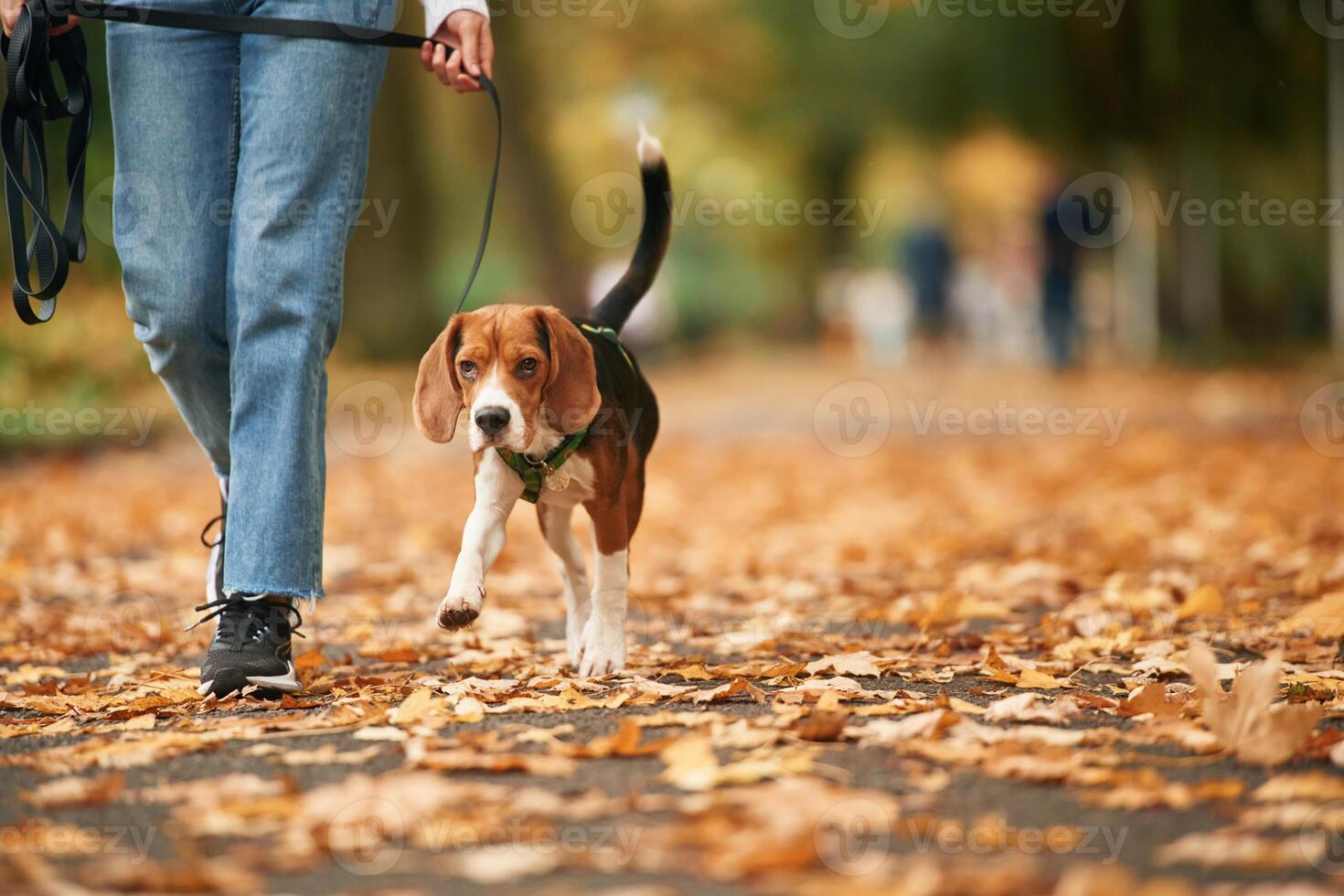 Having a ,walk. Close up ,view of cocker spaniel dog on a leash, woman in the park photo