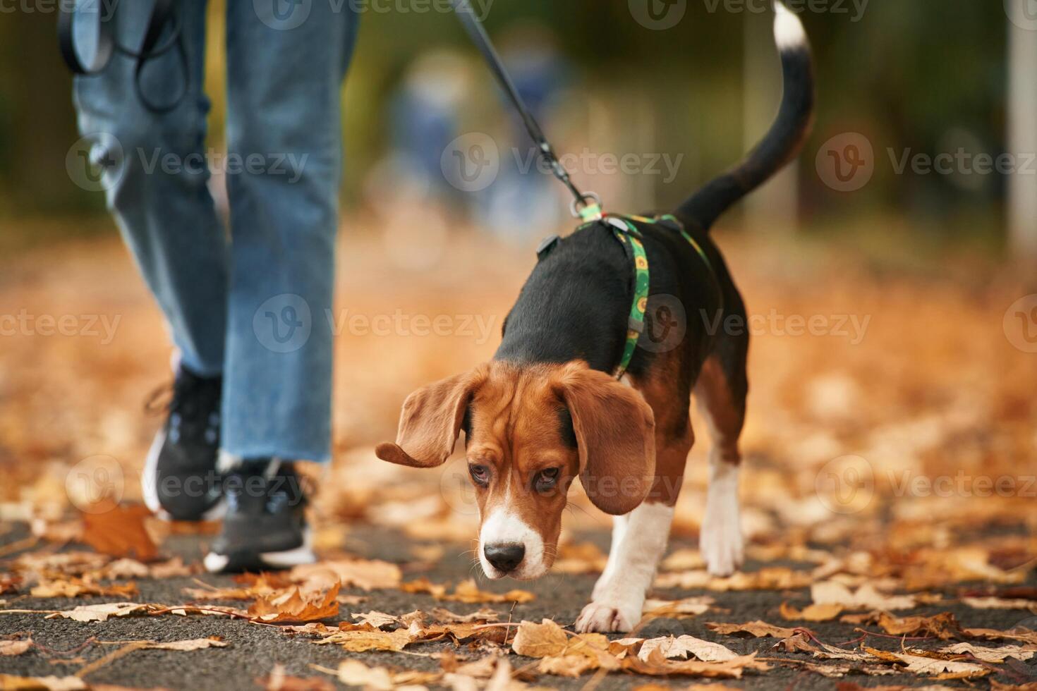 Having a ,walk. Close, up view of cocker spaniel dog on a leash, woman in the park photo