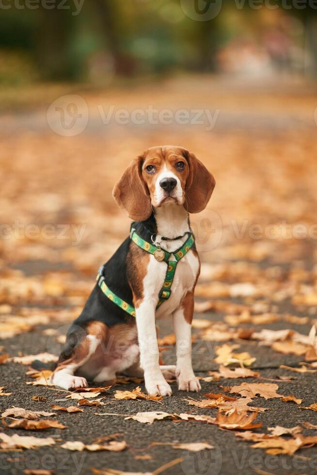 Cute cocker, spaniel dog is sitting ,on the ground in the park with fallen leaves photo