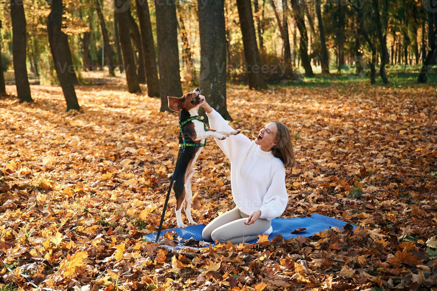 Animal is jumping. Woman, is with, her cute dog in the autumn forest photo