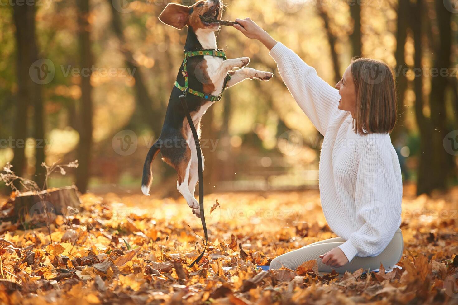 Animal is jumping to the wooden stick. Woman is with her cute dog in the autumn forest photo