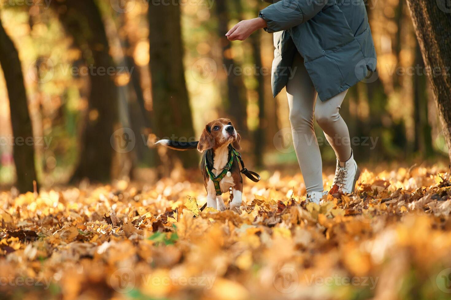 Ground view. Woman is with her cute dog, in the autumn forest photo