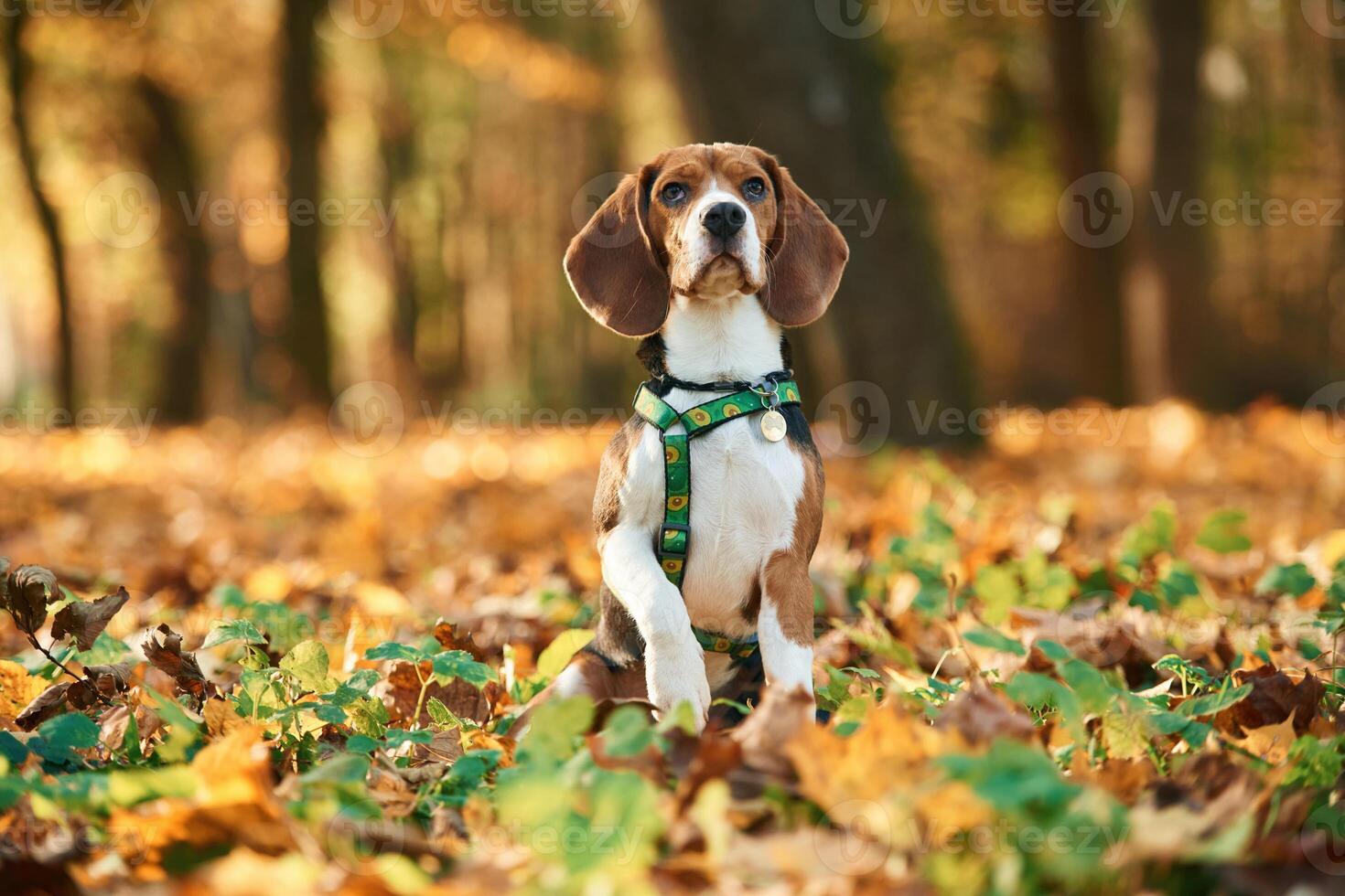 Sitting, enjoying nature.. Cute dog with leash is in the autumn forest at daytime photo