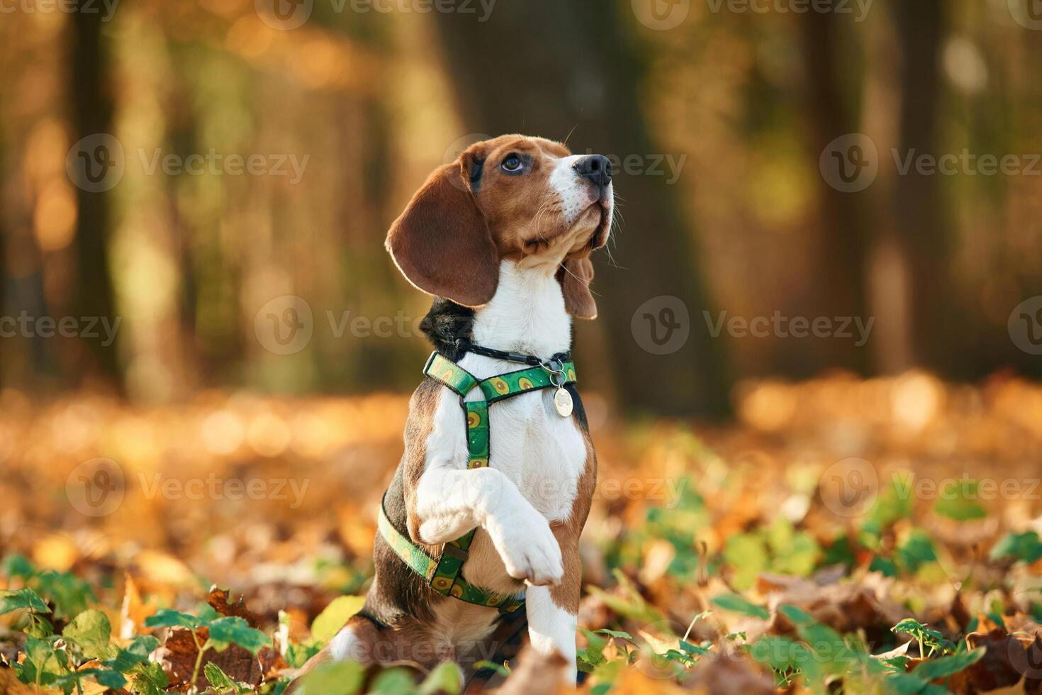 Sitting, enjoying, nature. Cute dog with leash is in the autumn forest at daytime photo
