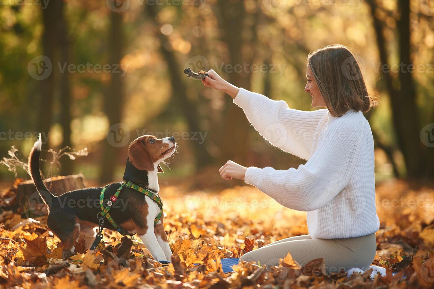 Playing with ,wooden stick. Woman is with her cute dog in the autumn forest photo