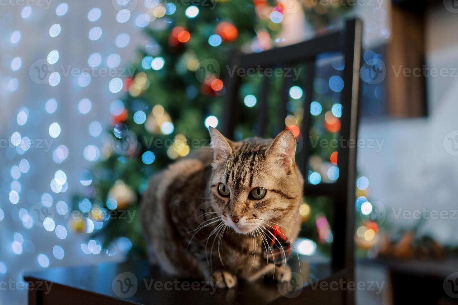 Tabby cat in a small colorful tie sits on a chair near a Christmas tree sparkling with garlands photo