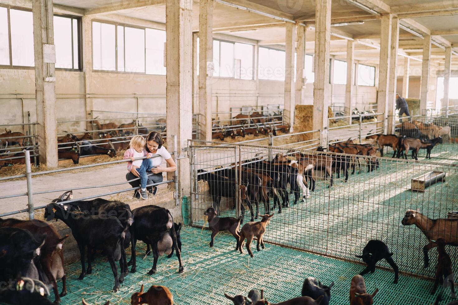 Mom with a little girl in her arms squatted next to the fence and looks at the goats on the ranch photo