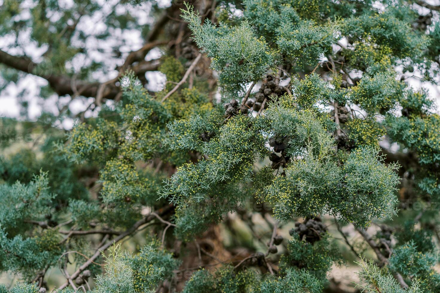 Blooming yellow green juniper branches in the garden photo