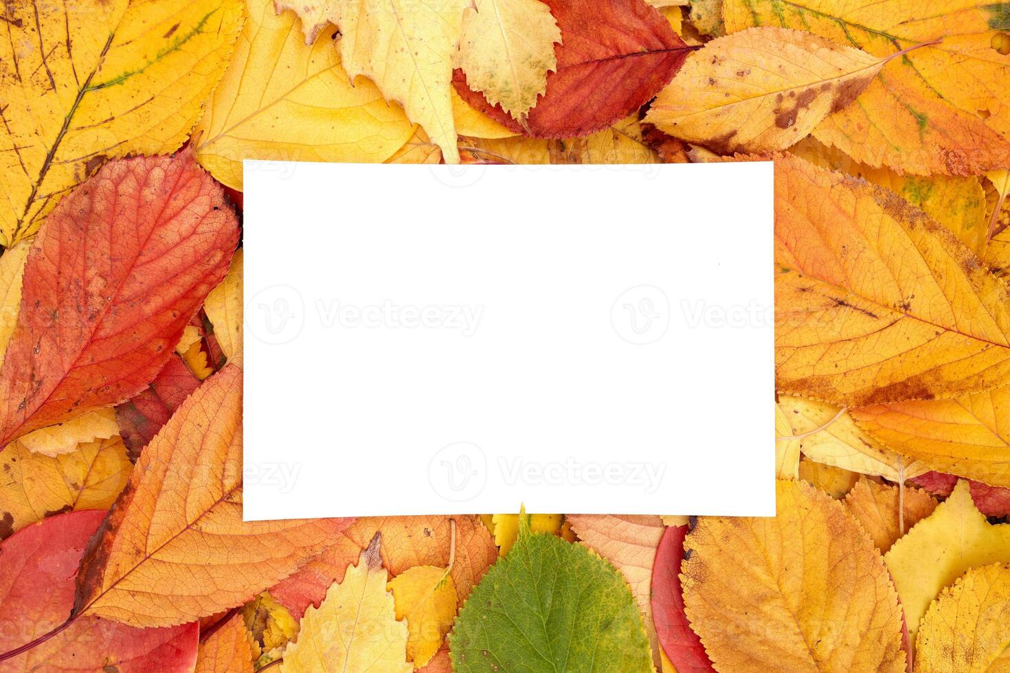 Vertical white card lies against the background of autumn foliage photo
