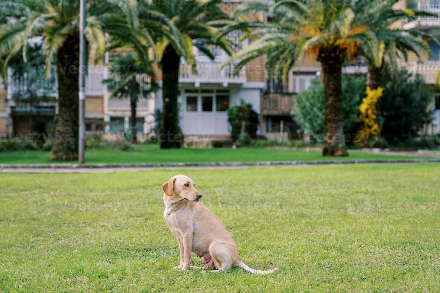 Large brown dog sits on a green lawn and looks back photo