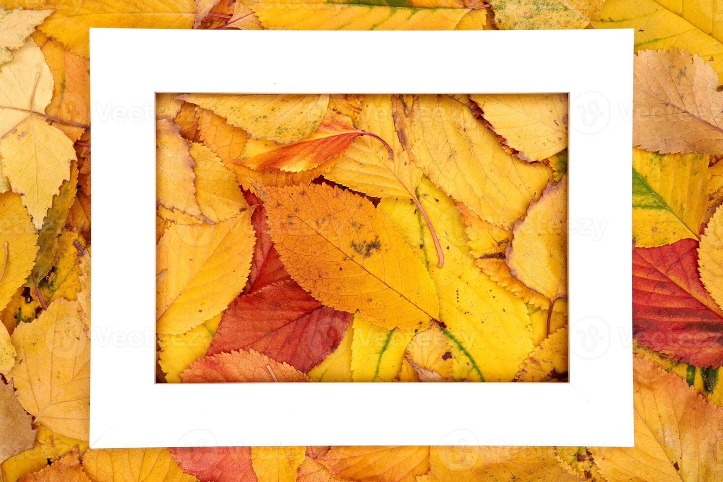 Big hollow thick horizontal frame lies in the center of yellow autumn leaves photo