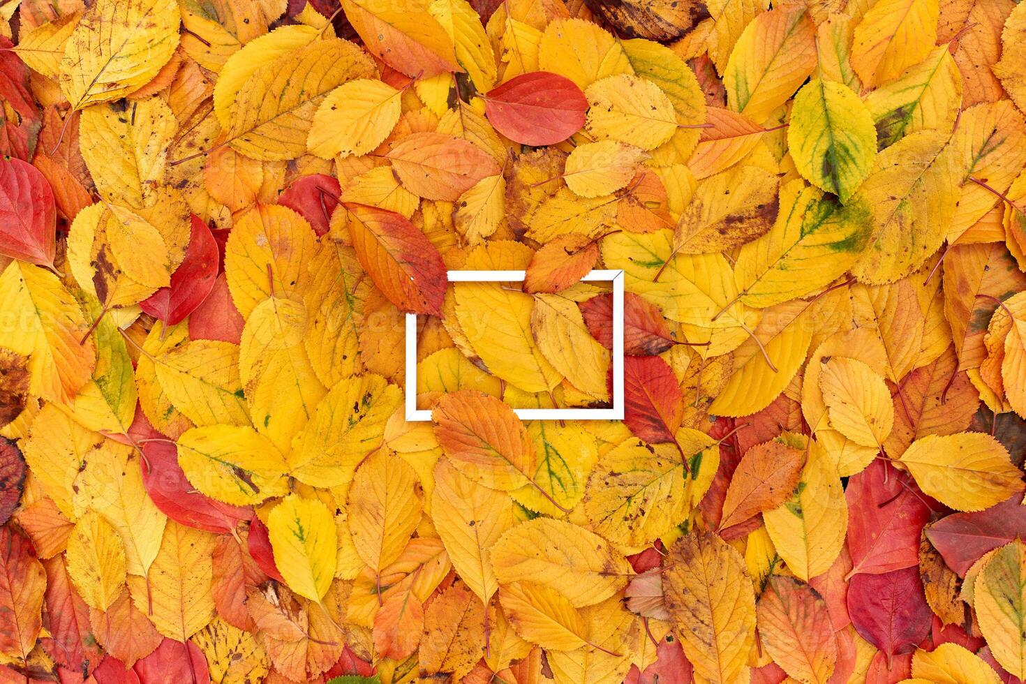 Horizontal white hollow frame partially covered with leaves from above and below lies on yellow foliage photo
