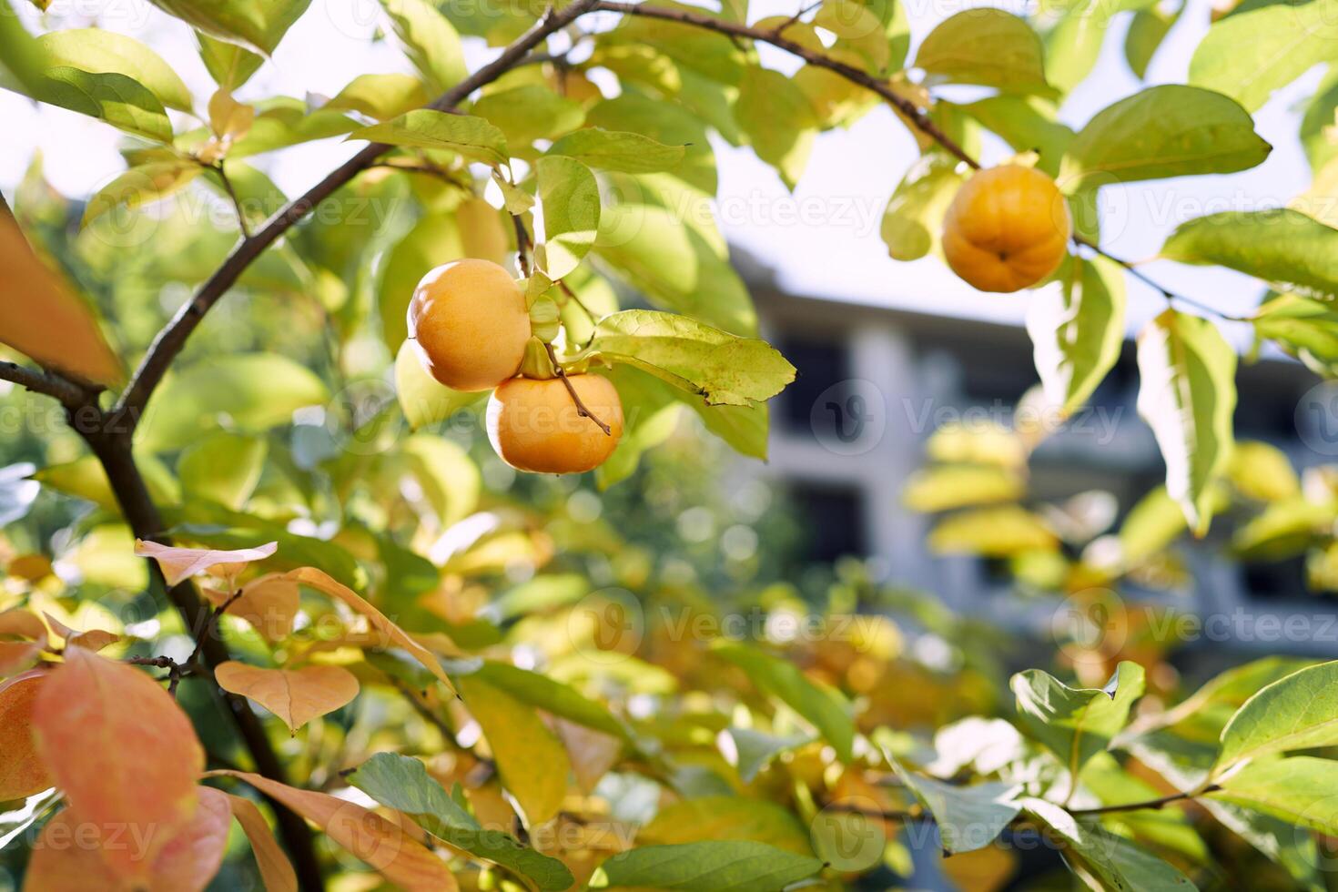 Orange persimmon grows on a tree among yellowing leaves photo