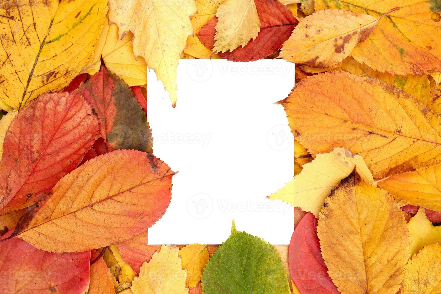 Vertical white card leaf, partially covered with leaves, lies against the background of autumn foliage photo