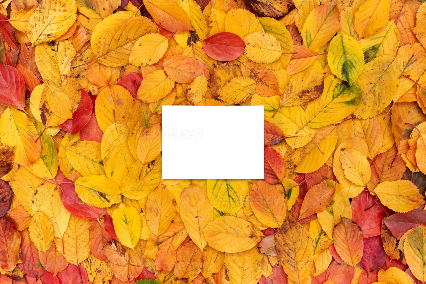 Rectangular horizontal white empty frame lies on the yellow foliage photo