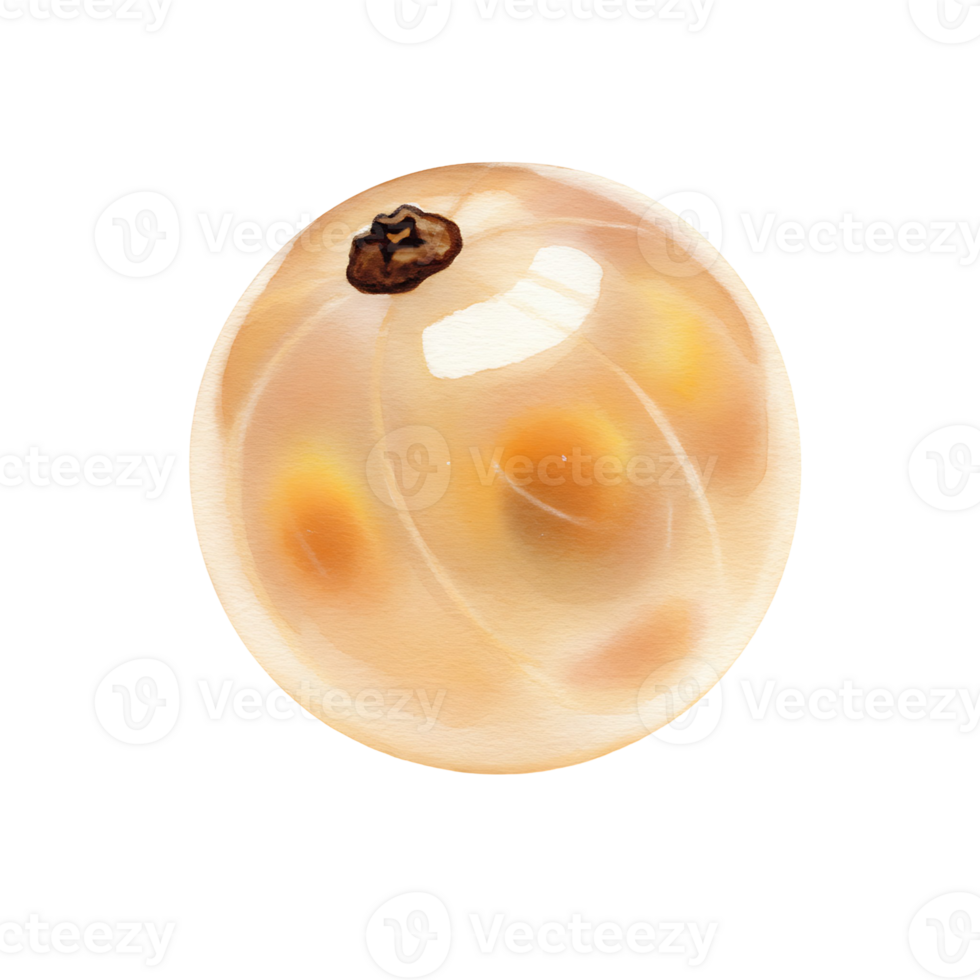 A Watercolor white currant with a stem and visible seeds on a plain studio style presentation space on transparent background png
