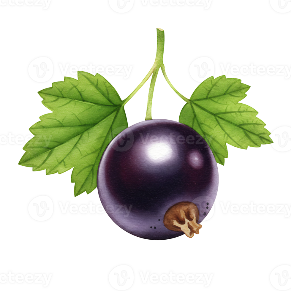 Isolated image of a Watercolor currant with leaves and stem on a plain area in a digital rendering style on transparent background png
