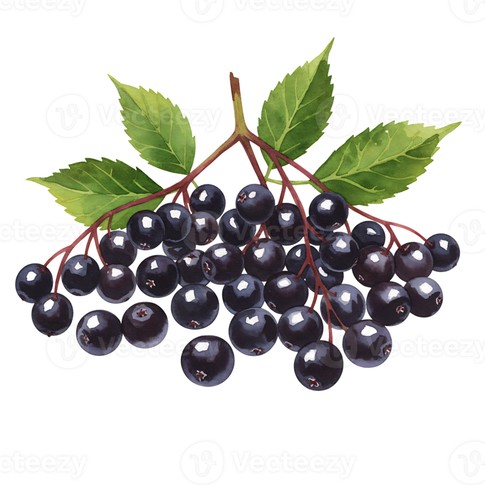 A bunch of elderberries hanging from a branch with a few green leaves in an artistic style image on transparent background png